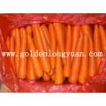 Shandong Neue Ernte Frische Karotten Neue Ernte